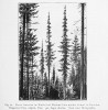 Smrk omorika (Picea omorica), kresba podle fotografie. Z publikace Die Vegetationsverhältnisse der illyrischen Länder (Beck 1901)