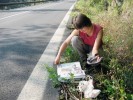 Odchycení jedinci užovek byli  při výzkumu měřeni, váženi,  značkováni, fotografováni  a porovnáváni s katalogem dosud  zkoumaných hadů. Samec č. 54 v září 2005. Foto K. Janoušek