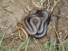 Užovka stromová (Zamenis longissimus) a slepýš křehký (Anguis fragilis) nalezení ve společném úkrytu. Foto R. Musilová