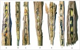 Hnízda nejčastějších druhů žahadlových blanokřídlých (Aculeata, Hymenoptera) v hálkách zelenušek rodu Lipara (Chloropidae) – stopčík rákosní (Pemphredon fabricii, a), dřevovrtka Trypoxylon deceptorium se dvěma  kokony parazitické zlatěnky Trichrysis cyanea (b), dřevovrtka T. minus (c), masko­noska rákosní (Hylaeus pectoralis, d),  dřevobytka Heriades rubicola (e), zednice Hoplitis leucomelana (f),  jízlivka Symmorphus bifasciatus (g). Foto P. Bogusch