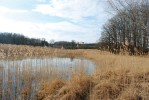 Rákosina v národní přírodní památce Kopičácký rybník. Foto P. Bogusch