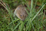 Hraboš mokřadní (Microtus agrestis), jeden z možných zdrojů hantaviru Tula. Foto V. Hönig