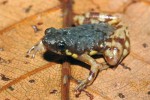 Drobná, ale nápadná žába parosnička vločkovaná (Chaperina fusca) žijící v listové opadance – zástupce mono­typického rodu parosniček. Foto Z. Mačát