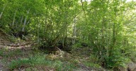 Příklad pařezinově obhospodařovaného lesa. Podobně mohly vypadat neolitické lesy. Foto K. Urbánková