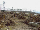 Mimořádné vichřice  silně ovlivňují vývoj středoevropských lesů. Fotografie z r. 2005  ukazuje následky  vichřice z listopadu 2004 v Tatrách, stav již po odvezení kmenů. Podobné události  nás upozorňují,  že ani v antropocénu nepřestaly fungovat  přírodní procesy,  které spolu s lidskou aktivitou utvářely lesy do podoby, v jaké je známe dnes. Foto P. Szabó