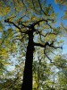 Staré stromy poukazují na minulé hospodaření. Dub s rozložitou korunou nemohl vyrůst v za­pojeném lese a může být reliktem již opuštěné hospodářské formy, které říkáme střední les čili pařezina s výstavky. Foto R. Hédl