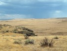 Původní porosty druhově pestrých severoamerických prérií byly nahrazeny evropským sveřepem střešním (Bromus tectorum), protože na rozdíl od této trávy nebyly adaptovány na pastvu. V Severní Americe sice žila v holocénu velká stáda bizonů na Velkých planinách (Great Plains) v centrální části kontinentu, ale v oblastech, kde došlo k invazi, Intermountain West a California Central Valley, se bizon vyskytoval jen v malých izolovaných populacích, nebo vůbec. Na snímku invaze ve státě Idaho. Foto M. Hejda