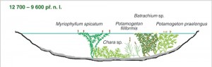 Rekonstrukce vegetace během pozdního glaciálu (12 700 – 9 600 př. n. l.)  ve zkoumané části jezera Šúr. Česká  jména rostlin jsou uvedena v textu. Orig. A. Potůčková