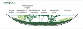 Rekonstrukce vegetace studované části jezera z období středního  holocénu – atlantiku, zde z doby kolem 6 000 let př. n. l. Orig. A. Potůčková