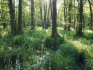 Na místě zaniklého jezera Šúr  na západním Slovensku se dnes nachází zaplavovaný olšový slatinný les. Foto A. Potůčková