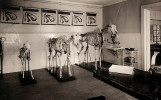 Kostry na pitevně Ústavu zvěrolékařského, anatomie a fysiologie domácích zvířat, 20.léta minulého století.  Foto z Archivu Mendelovy univerzity v Brně (AMENDELU, laskavě poskytla N. Faltýnková), fond C2 (Sbírka fotografií), Budovy – interiéry, exteriéry,  kart. 2.