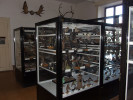 Současná podoba sbírek obratlovců a hmyzu Ústavu zoologie, rybářství, hydrobiologie a včelařství, Agronomická fakulta, MENDELU. Foto archiv autorů