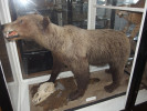 Dermoplastický preparát medvěda hnědého (Ursus arctos). Ústav zoologie, rybářství, hydrobiologie a včelařství, Agronomická fakulta, MENDELU. Foto archiv autorů