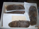 Balky hraboše polního (Microtus arvalis), lokace Hajdúbagos, rok sběru 1962. Ústav biologie obratlovců Akademie věd ČR. Foto archiv autorů