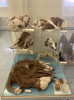 Zrůdné malformity u telat a jehňat. Ústav patologické morfologie a parazitologie, Fakulta veterinárního lékařství, Veterinární univerzity Brno. Foto archiv autorů