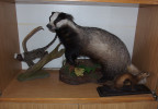 Dermoplastické preparáty kosmana bělovousého (Callithrix jacchus), jezevce lesního (Meles meles) a lasice hranostaj (Mustela erminea). Ústav biologie  a chorob volně žijících zvířat Fakulty veterinární hygieny a ekologie VETUNI