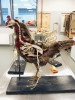 Dermoplasticko-osteologický preparát kura domácího (Gallus gallus f. domestica). Ústav morfologie, fyziologie a genetiky zvířat Agronomické fakulty Mendelovy univerzity v Brně. Foto z archivu autorů