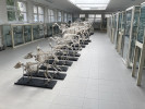 Anatomické muzeum Ústavu anatomie, histologie a embryologie, Fakulta veterinárního lékařství, Veterinární univerzita Brno v současné době. Foto archiv autorů
