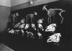 Osteologická část sbírek Ústavu  zvěrolékařského, anatomie a fysiologie domácích zvířat, 20. léta minulého století.  Foto z Archivu Mendelovy univerzity v Brně (AMENDELU, laskavě poskytla N. Faltýnková), fond C2 (Sbírka fotografií), Budovy – interiéry, exteriéry,  kart. 2.