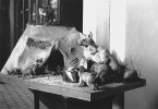 Dioráma liščí nory ve sbírkách  Ústavu ochrany lesů a myslivosti  Lesnické a dřevařské fakulty Mendelovy univerzity v Brně, r. 1950.  Foto z Archivu Mendelovy univerzity v Brně (AMENDELU, laskavě poskytla N. Faltýnková), fond C2 (Sbírka fotografií), Budovy – interiéry, exteriéry,  kart. 2.