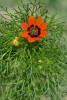 Květ hlaváčku letního (Adonis aestivalis). Foto V. Nejeschleba. Snímek z Botanické fotogalerie