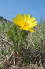 Hlaváček jarní (Adonis vernalis).  Kamenný vrch u Kurdějova (2013). Foto J. Zámečník. Snímek z Botanické fotogalerie