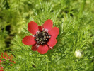 Květ hlaváčku ročního  (Adonis annua). Foto P. Kocna. Snímek z Botanické fotogalerie
