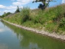 Kamenný zához regulovaných toků  je vyhledávaným prostředím hlaváčů.  Řeka Dyje pod Břeclaví. Foto L. Šlapanský