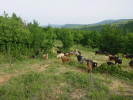 Tradiční přehánění pasených koz po stejných trasách v polootevřené krajině. Foto P. Kovář