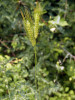 Indikátor opuštěných polí kosmáč huňatý (Dasypyrum villosum). Foto P. Kovář