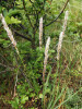 Strdivka sedmihradská (Melica transsilvanica) je nápadnou součástí teplomilných trávníků využívaných k pastvě. Foto P. Kovář