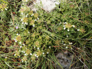 Černohlávek dřípený (Prunella laciniata) preferuje výslunné trávníky na vápnitém podkladu a toleruje extenzivní pastvu. Foto P. Kovář