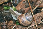 Hlemýžď rodopský (Helix philibinensis) žije v severním Řecku, v Bulharsku a Makedonii. Jeho rozšíření a ekologie nejsou dokonale známé, protože druh je špatně rozpoznatelný; v literatuře  a sbírkách se objevují záměny nejméně s pěti nepříbuznými druhy. Foto O. Korábek