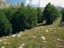 Lokalita na kontaktu výskytu dvou druhů hlemýžďů při horní hranici lesa v pohoří Prokletije na pomezí Černé Hory a Albánie. Zatímco okolní bukové lesy hojně obývá hlemýžď velký (Helix vladika), h. dalmátský (Helix secernenda) žije mezi kameny v otevřených plochách. Foto O. Korábek