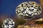 Dvě zralé plodničky krásnoblanky tygrované (Lepidoderma tigrinum, dozrály při převozu ze Slovenska do laboratoře). Pláty kalcitu jsou po uschnutí plodniček dobře viditelné a umožňují makroskopickou identifikaci druhu, což u hlenek není vždy pravidlem. Foto J. Kubásek