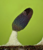 Hlenka lysoblanka bělonohá (Diachea leucopodia) vytváří působivé plodničky, kde bělavá nožka kontrastuje s duhově iridiskujícím povrchem sporokarpu (celková výška asi 2 mm). Patří k relativně běžným druhům vlhkých, přírodě blízkých lesů. Většinou roste v početných skupinách na mrtvém dřevě, ale např. i na okrajích listů rostlin. Nález z přírodní rezervace Libochovka u Hluboké nad Vltavou. Výsledná fotografie vznikla kombinací asi 30 různě zaostřených snímků pořízených mikroskopem v odraženém světle. Foto J. Kubásek