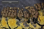 Fruktifikace hlenky vápenatky mnohohlavé (Physarum polycephalum) na agarové plotně. Plazmodium pravidelně krmené a přeočkovávané na čistou plotnu je prakticky nesmrtelné. V nepříznivých podmínkách ale rychle vytváří plodničky a spory, což jsou klidová stadia schopná šíření na nová místa. Mně se jako fruktifikační stimul osvědčila snížená teplota (prostě dáte Petrisku s agarem a hlenkou do lednice). Foto J. Kubásek