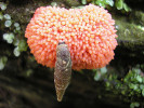 Zlepníček jahodovitý (Tubifera ferruginosa) je příkladem druhu vytvářejícího kolektivní fruktifikace – pseudoétália (až několik cm velká), u nichž jsou však dobře patrné hranice jednotlivých sporangií. Plži, kteří se na fruktifikacích často pasou, zřejmě pomáhají rozšiřovat spory. Foto H. Deckerová