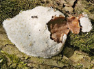 Síťovka pýchavkovitá (Reticularia lycoperdon) je dalším příkladem velké a nápadné étálioidní hlenky. Dosahuje opět mnohdy přes 10 cm nejdelšího rozměru a roste zejména na měkkém dřevě (vrby, olše) v lužních lesích. Foto J. Kubásek