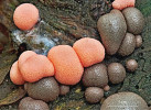Vlčí mléko červené (Lycogala epidendrum), světlosporá hlenka tvořící nápadné červené „kuličky“, které s dozráváním tmavnou, na silně rozloženém dřevě jehličnanů, mnohdy v hlavní houbařské sezoně. Proto ji houbaři a milovníci přírody často fotografují. Po vyschnutí se povrchová blanka otevírá na vrcholu plodničky a práší spory. Tím napodobuje strategii rozšiřování spor nepříbuzných hub – pýchavek. Dříve se proto tato hlenka nazývala pýchavička vlčí mléko. Foto J. Kubásek