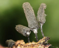 Vlnatka šedá (Arcyria cinerea) je dalším běžným zástupcem světlosporých myxomycetů. Dobře viditelná vlákna kapilicia utvářejí plodničku a jsou kostrou, z níž vítr odvívá spory. Foto J. Kubásek