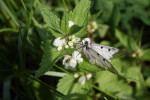 Samec jasoně dymnivkového při sání nektaru na hluchavce bílé (Lamium album) v údolí Oslavy na Třebíčsku.  Fotografie byla pořízena během Entomologických dnů pořádaných Českou  společností entomologickou v r. 2010. Foto V. Vrabec