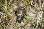 Sameček cvrčka polního (Gryllus campestris) stridulující u ústí své nory. Foto P. Kočárek