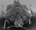 Comorocoris estherineae v rastrovacím elektronovém mikroskopu (SEM). Foto P. Baňař