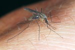 Sající samička komára Anopheles plumbeus. Foto D. Modrý