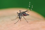 U tropického komára druhu Aedes aegypti je dobře patrná pod tělo se ohýbající pochva (labium) sosáku, která nevniká do kůže hostitele. Vztyčené zadní nohy slouží jako senzory varující před nebezpečím. Foto S. Krejčík