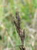 Semenící rostlina hořečku nahořklého pravého (Gentianella amarella  subsp. amarella), říjen  až listopad. Foto J. Brabec