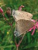 Páření kriticky ohroženého modráska hořcového (Phengaris alcon) na květenství kohoutku lučního (Lychnis flos-cuculi). Foto Z. Křenová