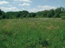 Druhově bohaté  bezkolencové louky  ve vojenském újezdu Boletice jsou biotopem dosud početných  populací hořce hořepníku (Gentiana pneumonanthe). Tomuto druhu  vyhovuje, že na rozdíl od okolní „civilní" krajiny nebyly louky odvodněny. Dříve cvičení vojsk  úspěšně blokovalo  zarůstání a pomáhalo vytvářet nejrůznější  mezery ve vegetaci  nezbytné pro klíčení  semen a zmlazení  populací. Vojenských aktivit ale v posledních letech výrazně ubylo, a proto i zde je třeba provádět cílený ochranářský management. Foto Z. Křenová