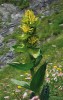 Hořec žlutý (Gentiana lutea) představuje hlavní zdroj drogy radix gentianae.  U nás není původní, ale na řadě míst  byl vysazován. Druh se samovolně  obtížně rozmnožuje a v místech umělé výsadby po delší době většinou přežívají jen menší skupiny rostlin. Švýcarsko, Bernské Alpy. Foto P. Uhlík